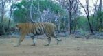 रायपुर : उदंती-सीतानदी में बाघिन की दस्तक, टाइगर रिजर्व के सुनहरे भविष्य की जगी उम्मीद